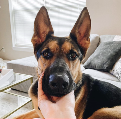 Custom Pet Ears Glass Mug: ONE PET